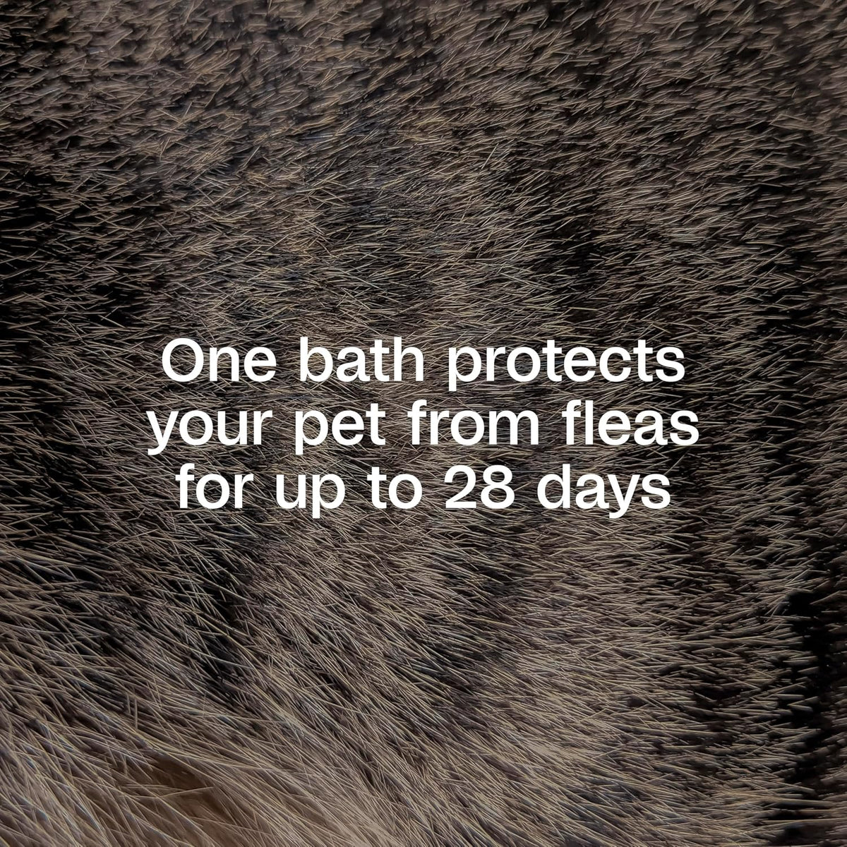 ADAMS Plus Flea & Tick Shampoo with Precor for Dogs & Cats, 24 oz | Flea shampoo for dogs and cats kills flea eggs and lice on contact, helps stop hatching for 28 days